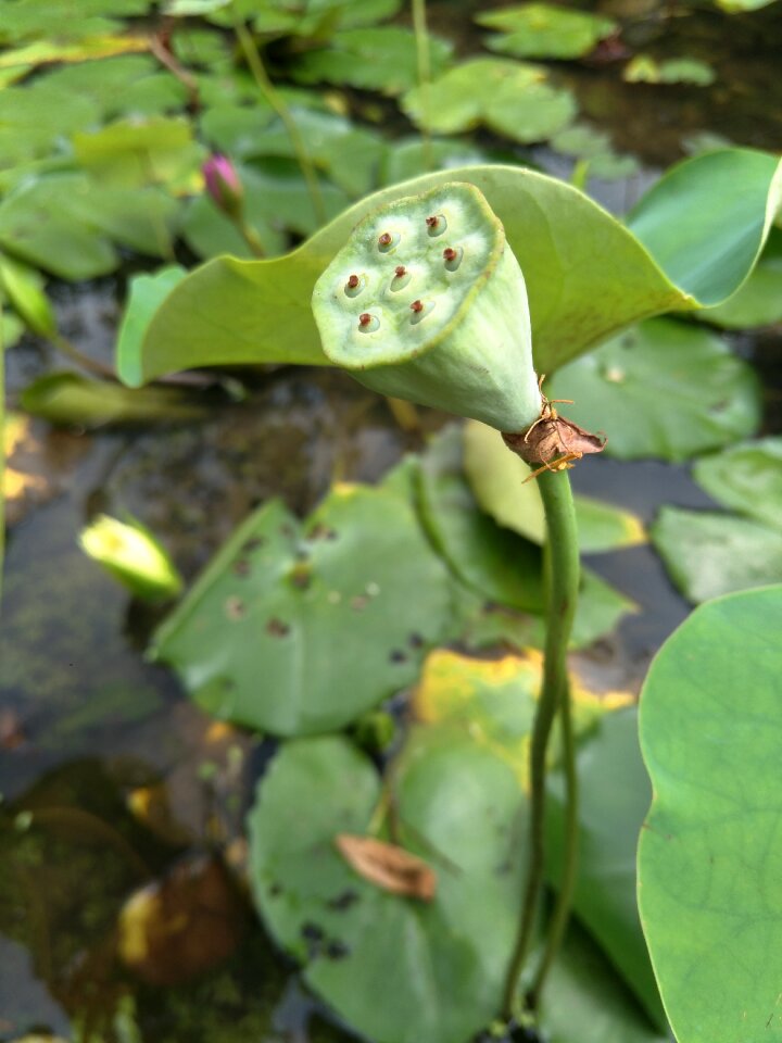 Plant aquatic plants natural