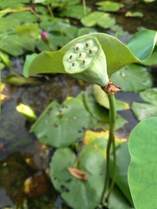 Plant aquatic plants natural