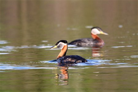 Red Necked Grebe photo