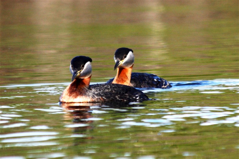 Red Necked Grebes photo