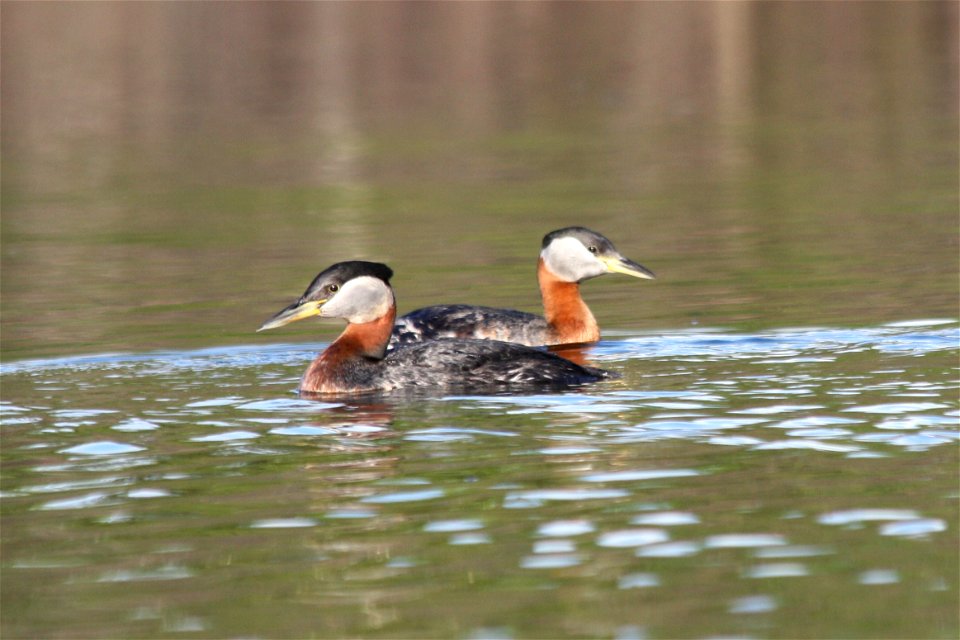 Red Necked Grebe photo