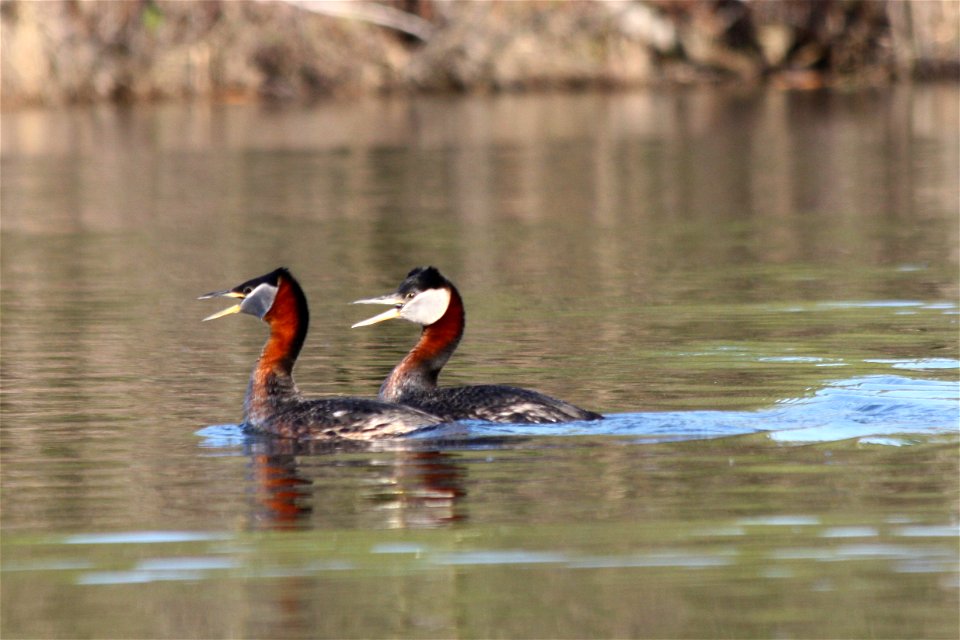 Red Necked Grebes photo