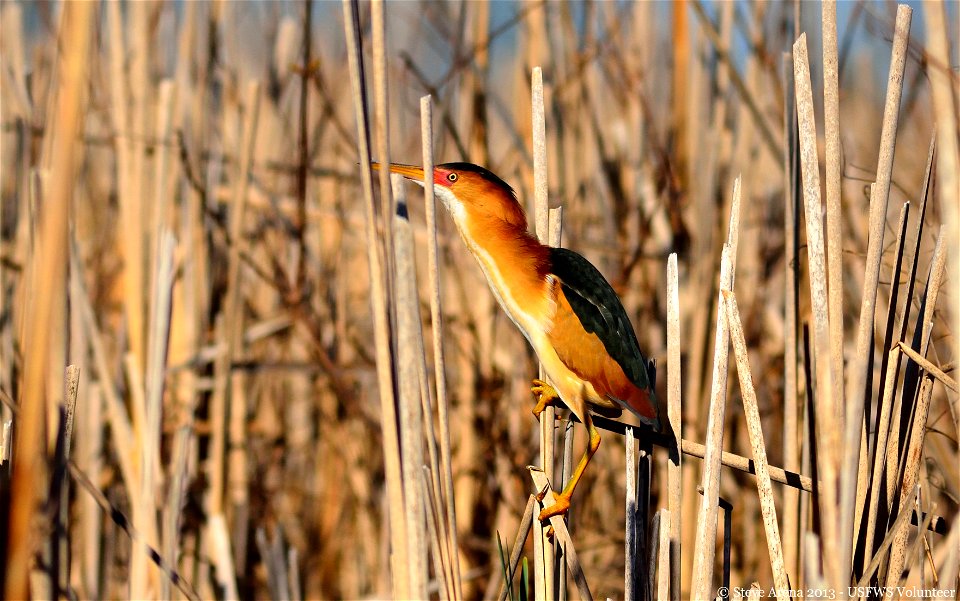 Least Bittern, Great Meadows NWR, Concord, MA

Credit: Steve Arena/USFWS


04 May 2013