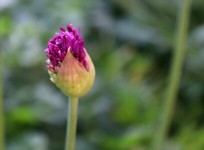 Summer leaf ornamental onion photo