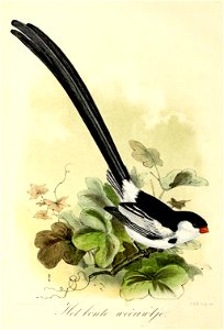 English:  « Vidua serena » = Vidua macroura (Pin-tailed whydah)Français :  « Vidua serena » = Vidua macroura (Veuve dominicaine)
