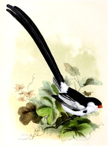 English:  « Vidua serena » = Vidua macroura (Pin-tailed whydah)Français :  « Vidua serena » = Vidua macroura (Veuve dominicaine)