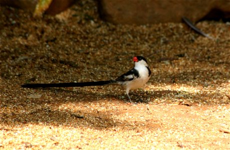 Pin-tailed Whydah, Vidua macroura, Johannesburg garden