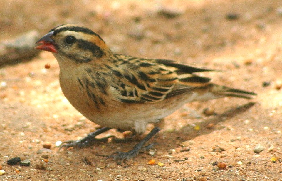 Female of Vidua macroura, Pintailed Whydah, Johannesburg garden