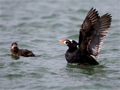 A pair of Surf Scoter off the coast of Oregon