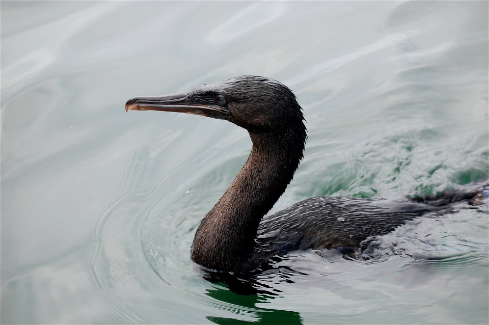 Flightless cormorant. Ecuador, Galapagos Islands.