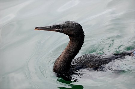Flightless cormorant. Ecuador, Galapagos Islands. photo