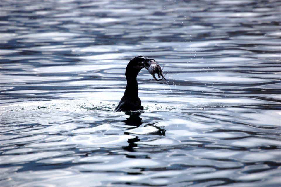 Flightless cormorant with octopus dinner. Ecuador, Galapagos Islands.