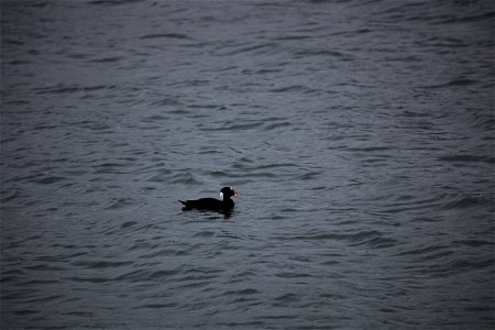 A Surf scoter at Yaquina Bay in Newport, Oregon. You are free to use this photo with the following credit: Joseph Sands, USFWS photo