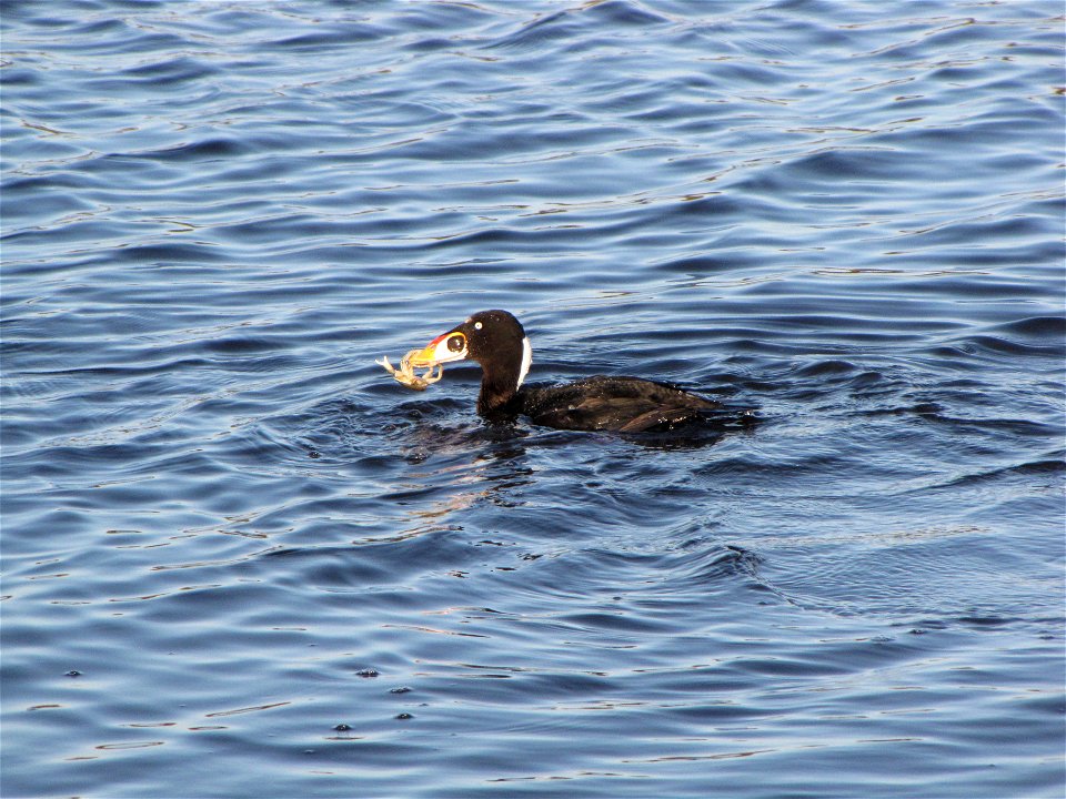 A male Surf Scoter (Melanitta perspicillata) with crab in beak on Elk River (near mouth) in Humboldt County, Calfornia.