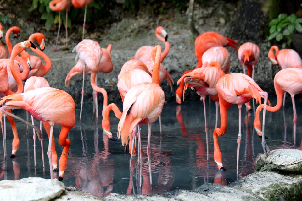 Birds pink flamingo feathered race