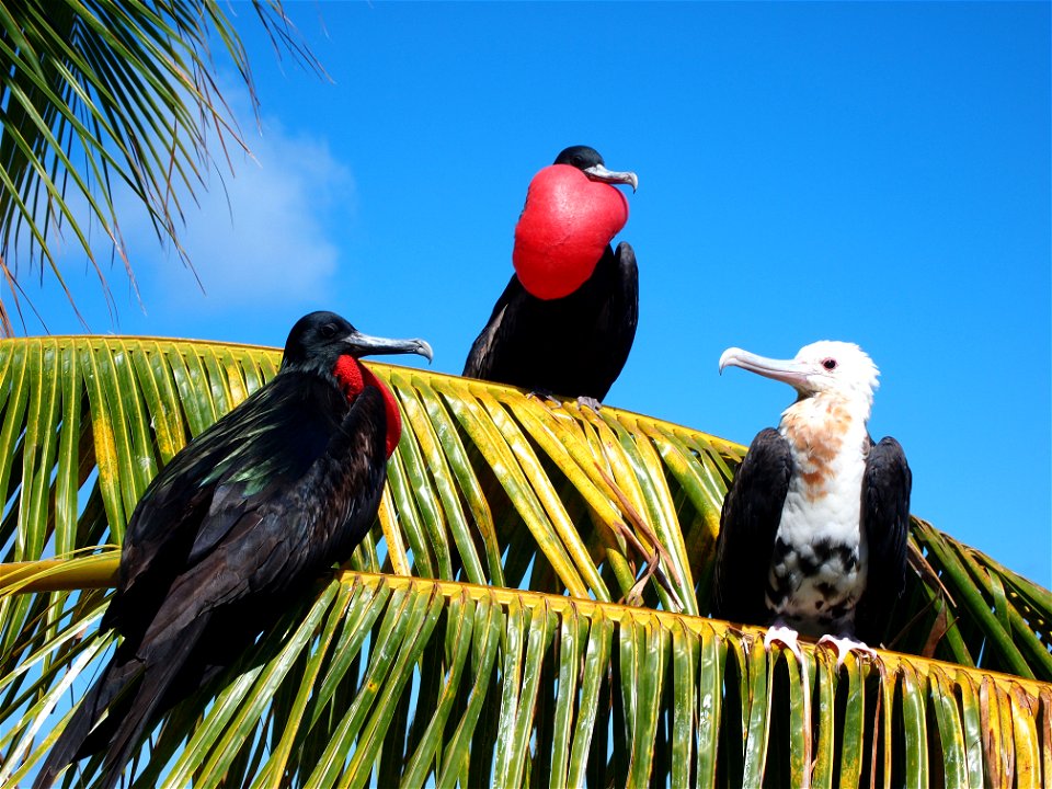 Great frigate birds at home in the Pacific Remote Islands Marine National Monument. Photo credit: B. Flint/USFWS