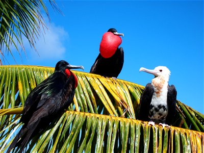 Great frigate birds at home in the Pacific Remote Islands Marine National Monument. Photo credit: B. Flint/USFWS photo