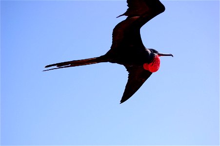 Male great frigatebird in flight. Ecuador, Galapagos Islands.