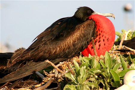 Great Frigatebird DISPLAYING (MALE) photo