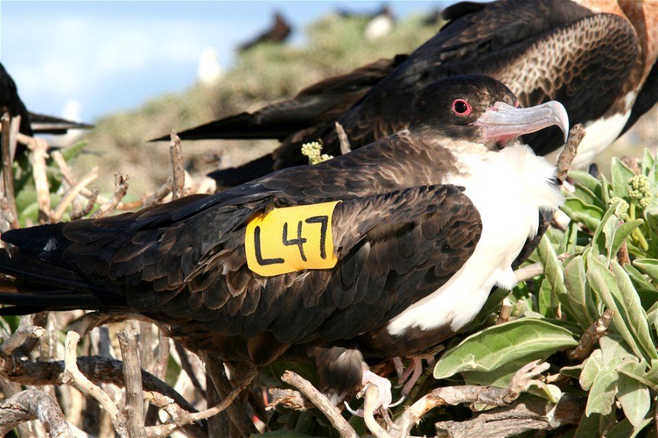 Female Great Frigatebird Fregata minor with wing tag. Taken on East Island, French Frigate Shoals