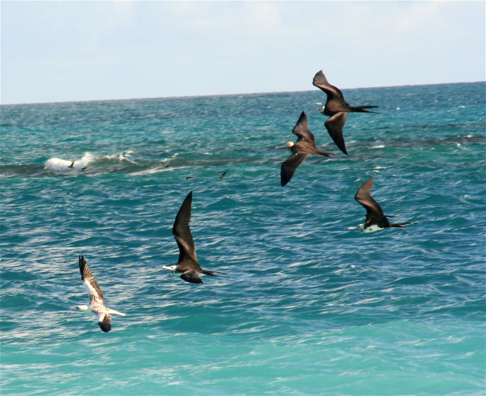 Great Frigatebirds chasing booby to steal food (kleptoparasitism) photo