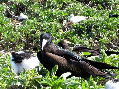 Great Frigatebird with chick.  Hawaii, NWHI, Tern Island.