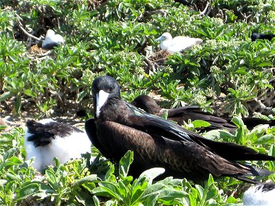 Great Frigatebird with chick. Hawaii, NWHI, Tern Island. photo