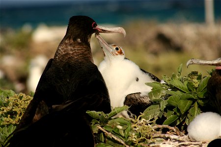 Great Frigatebird chick begging for food from its mother. photo