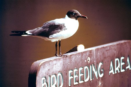 Literate laughing gull waiting for a handout. North Carolina, Outer Banks.