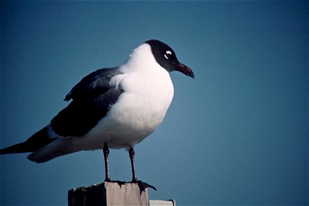 Laughing Gull (Larus atricilla)