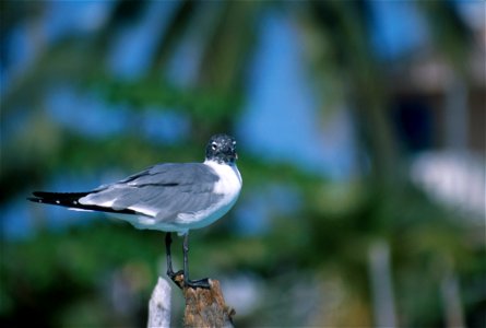 Larus atricilla NBII