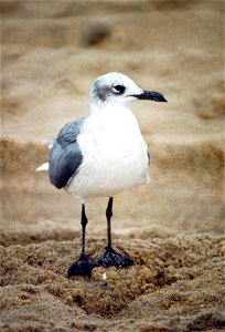Laughing Gull, adult winter plumage photo