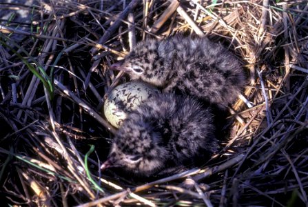 Laughing Gull Chicks in Nest (Larus atricilla), Breton National Wildlife Refuge photo