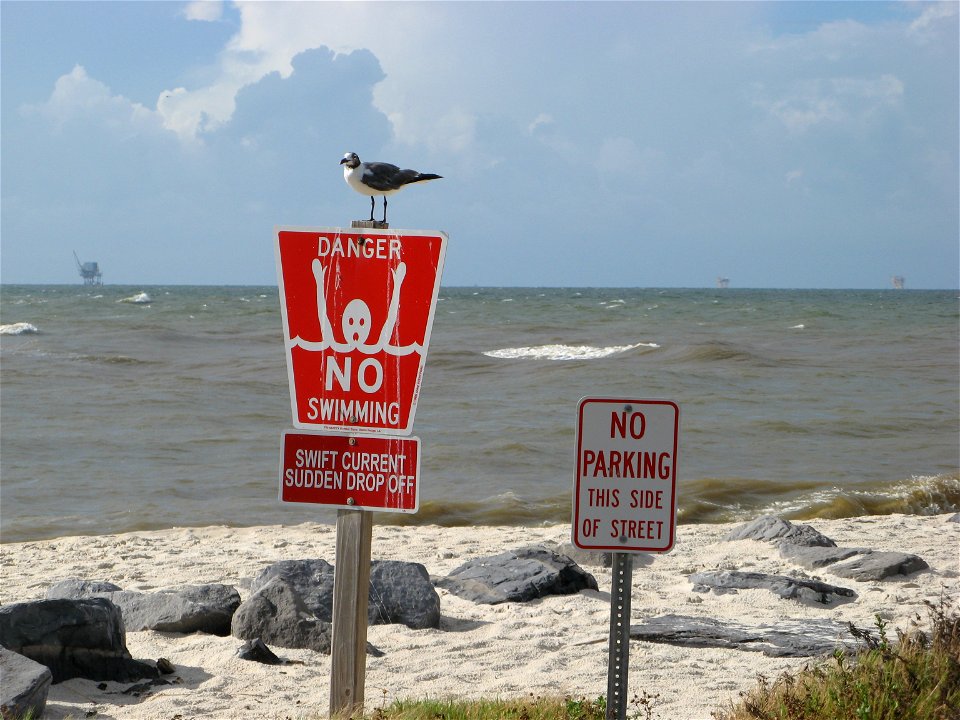 August 2010 - Dauphin Island, Alabama.  A laughing gull rests on a sign across from Fort Gaines.   Credit: Catherine J. Hibbard/USFWS www.fws.gov/home/dhoilspill/