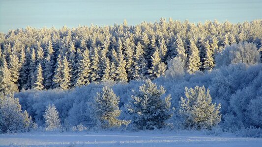 Nature trees snow