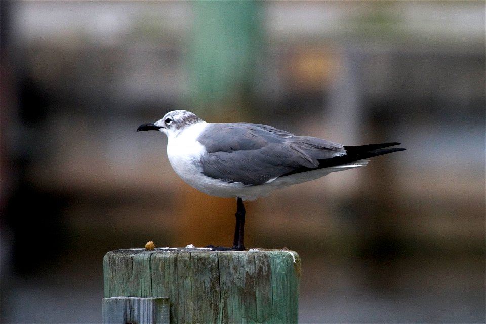 Laughing Gull, NPSPhoto, R. Cammauf