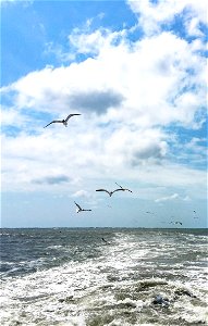 Cape Hatteras National Seashore photo