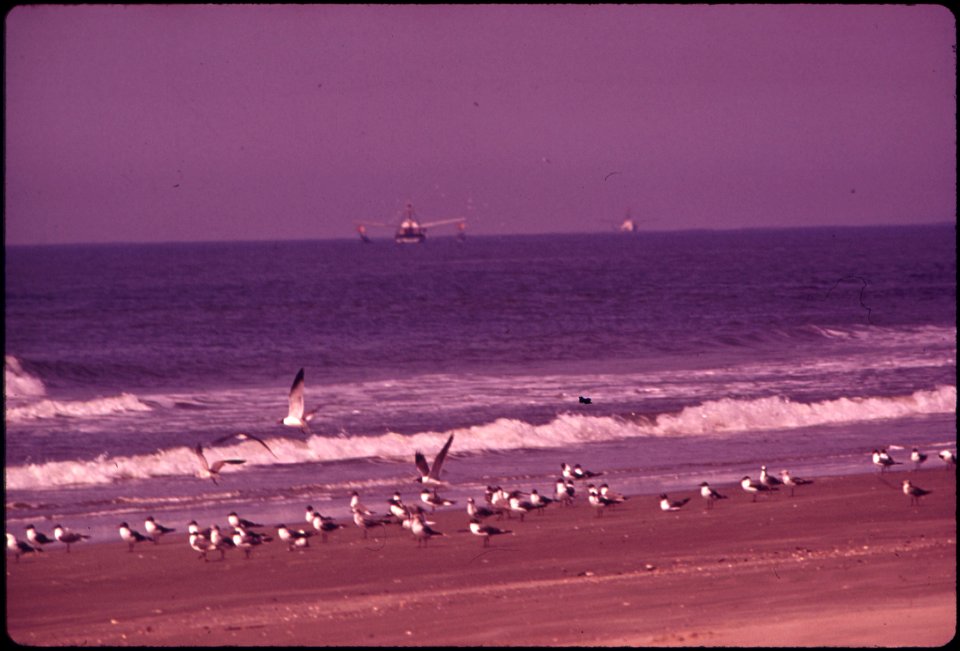 BULL ISLAND IS A WILD LIFE REFUGE NORTH OF CHARLESTON