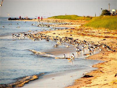 Delaware Bay shoreline at Villas, on Cape May showing sand, dunes, and Laughing Gulls.  This is about 5 miles from Cape May Point, so is almost on the Atlantic Ocean, but the shores are quite differen