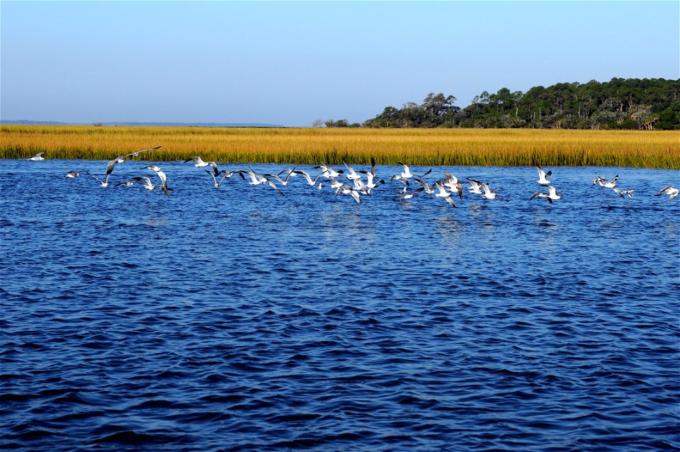 Flock of gulls.
October 13, 2012 - Savannah, GA
Refuge Week celebration at Wassaw NWR.

photo by Garry Tucker, USFWS