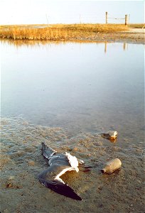 DEAD BIRD IN POLLUTED WATER