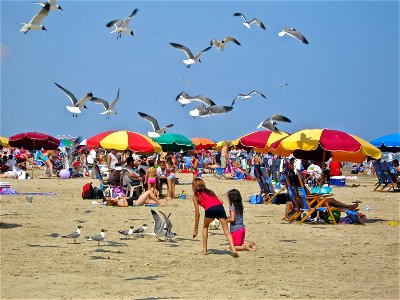Feeding seagulls, Texas, Gulf Coast Ecosystem Restoration images photo