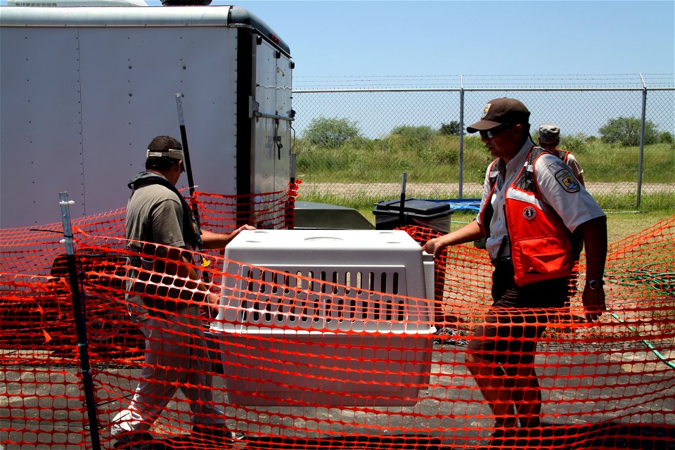 Felix Lopez and Vessel of Opportunity Captain Jake Scardino Jr. carry rescued oiled laughing gull to the stabilization center at Grand Isle, La. July 9, 2010.  . Photo by Tom MacKenzie, U.S. Fish and 
