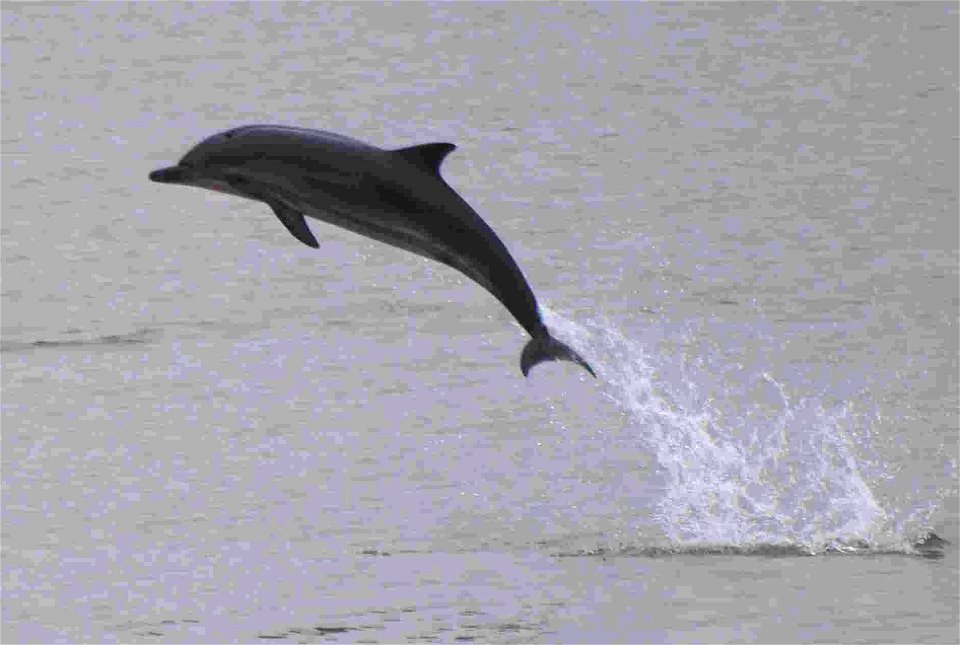 Delfines en el puerto de Gijón o El Musel, en el Principado de Asturias