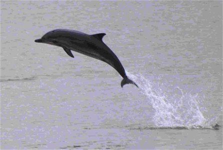 Delfines en el puerto de Gijón o El Musel, en el Principado de Asturias