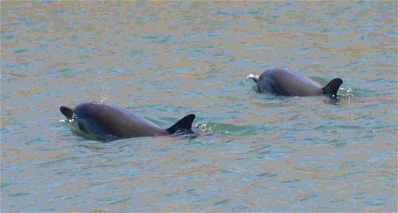 Delfines en el puerto de Gijón o El Musel, en el Principado de Asturias