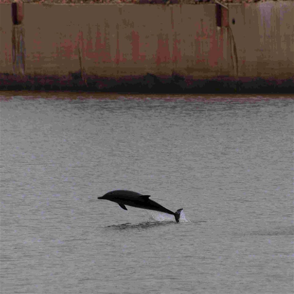 Delfines en el puerto de Gijón o El Musel, en el Principado de Asturias