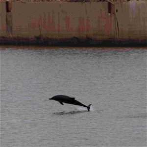 Delfines en el puerto de Gijón o El Musel, en el Principado de Asturias