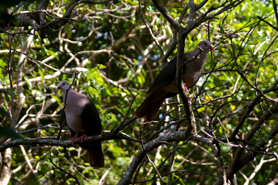 Photo of a pair of pink pigeons from Ile aux Aigrettes near Mahebourg Mauritius. Taken by Darren Hughes July 2007