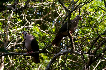 Photo of a pair of pink pigeons from Ile aux Aigrettes near Mahebourg Mauritius. Taken by Darren Hughes July 2007